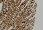 SUGT1 Polyclonal Antibody