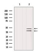 SUGT1 Antibody in Western Blot (WB)