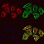 SUOX Polyclonal Antibody