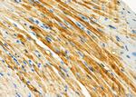 UFD1L Antibody in Immunohistochemistry (Paraffin) (IHC (P))