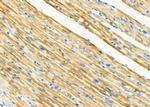 UFD1L Antibody in Immunohistochemistry (Paraffin) (IHC (P))