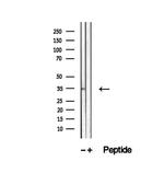 UFD1L Antibody in Western Blot (WB)