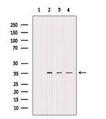 UFD1L Antibody in Western Blot (WB)