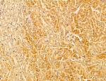 WDR18 Antibody in Immunohistochemistry (Paraffin) (IHC (P))