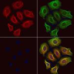 ZFYVE16 Polyclonal Antibody