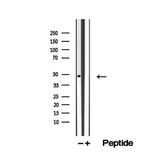 ZFYVE27 Antibody in Western Blot (WB)