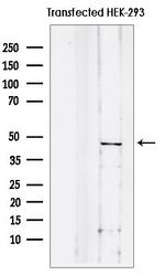 ID3 Antibody in Western Blot (WB)