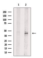 ID3 Polyclonal Antibody