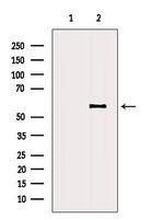 RASSF10 Antibody in Western Blot (WB)