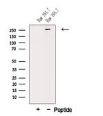 MUC3 Polyclonal Antibody