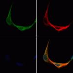 TMEM158 Polyclonal Antibody