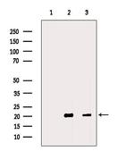 MFAP5 Antibody in Western Blot (WB)