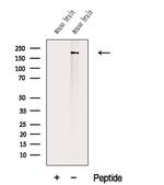 Titin Polyclonal Antibody