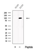 USP5 Polyclonal Antibody