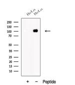 AMOTL1 Polyclonal Antibody