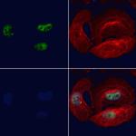 BBX Polyclonal Antibody