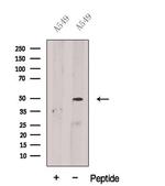 BPIL1 Antibody in Western Blot (WB)