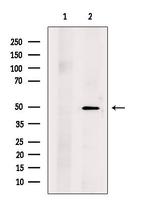 BPIL1 Antibody in Western Blot (WB)