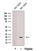 BTG1 Antibody in Western Blot (WB)