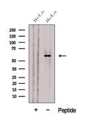 CES3 Polyclonal Antibody