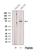 GSPT2 Polyclonal Antibody