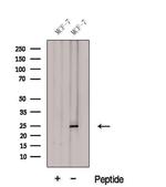 GSTA3 Polyclonal Antibody