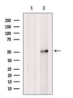HMG20A Antibody in Western Blot (WB)