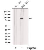 HOOK1 Polyclonal Antibody