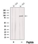 HPS4 Antibody in Western Blot (WB)