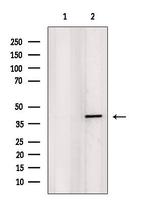 ID3 Antibody in Western Blot (WB)