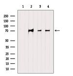 INTS10 Polyclonal Antibody