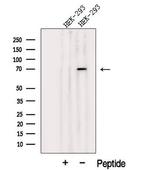 JAKMIP1 Polyclonal Antibody
