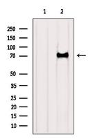Katanin p80 Polyclonal Antibody