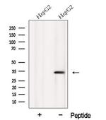 MTCH2 Antibody in Western Blot (WB)