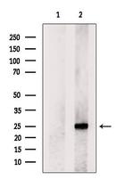 MXD1 Antibody in Western Blot (WB)