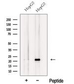 NCS1 Antibody in Western Blot (WB)