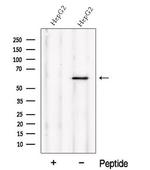 NMD3 Polyclonal Antibody