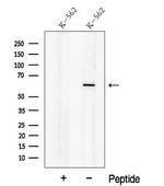 NOSTRIN Polyclonal Antibody