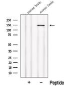 NPHP4 Polyclonal Antibody