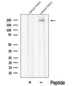 PI4KA Polyclonal Antibody