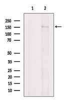 PRUNE2 Antibody in Western Blot (WB)
