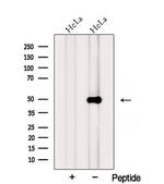 PCPTP1 Antibody in Western Blot (WB)