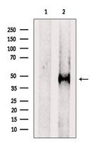 PCPTP1 Polyclonal Antibody