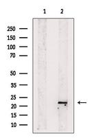 REEP1 Polyclonal Antibody