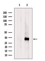 RGN Polyclonal Antibody