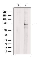 RHOT2 Polyclonal Antibody