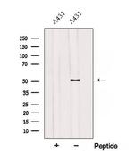 SAMM50 Antibody in Western Blot (WB)