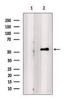 SAMSN1 Antibody in Western Blot (WB)