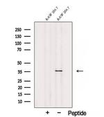 SEC13 Polyclonal Antibody