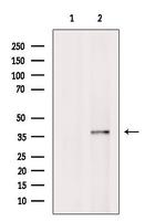 SEC13 Antibody in Western Blot (WB)